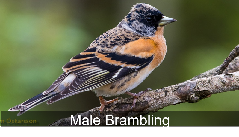 male brambling