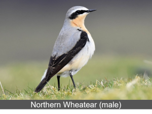Northern Wheatear