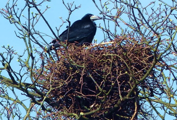 Rook in nest