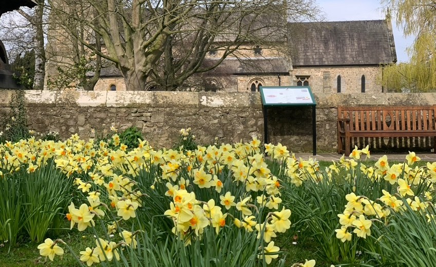 Daffodils on the village green