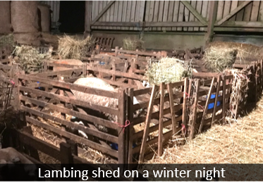 lambing shed on a winter night