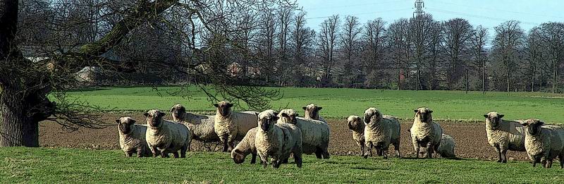 Sheep-grazing